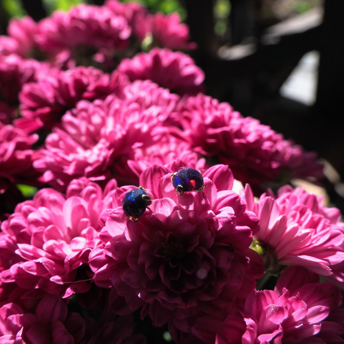 14k Black Opal Studs - Mettle by Abby